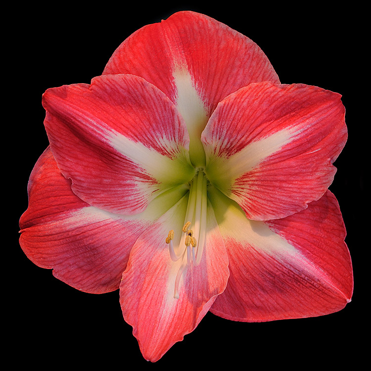 flowers/D300_9948.jpg