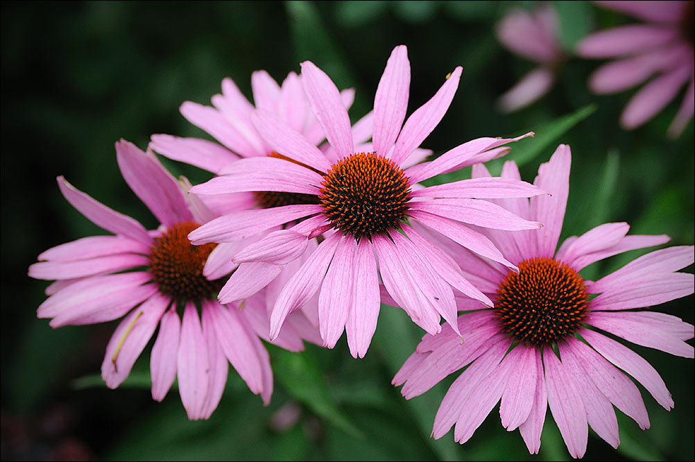 flowers/D301_2026.jpg