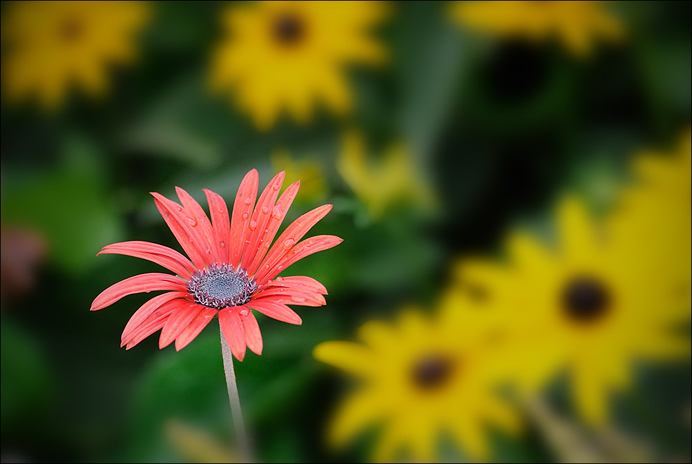 flowers/D301_2090.jpg