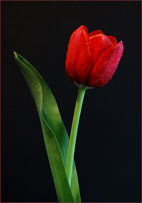 flowers/D80_11537.jpg