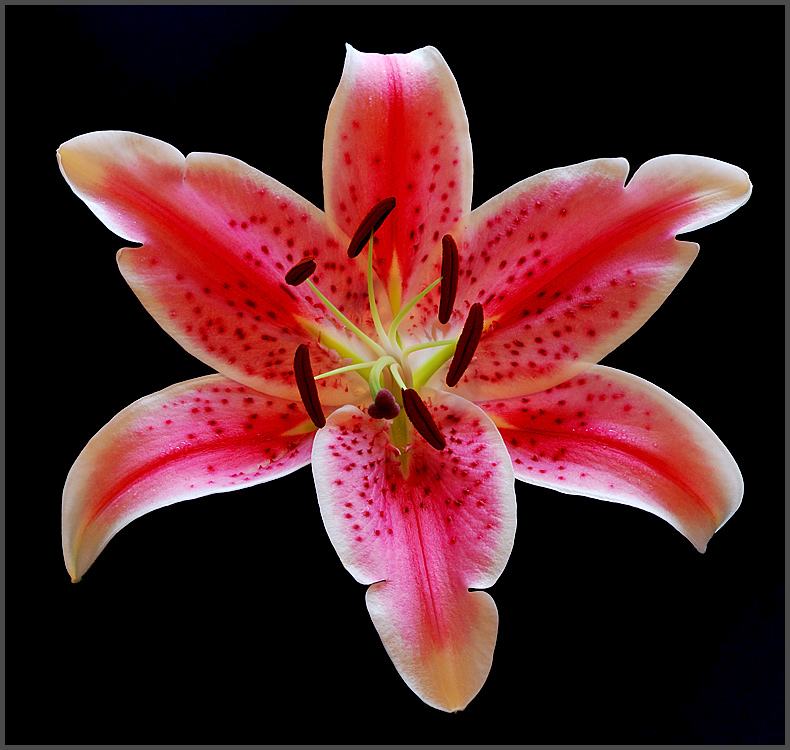 flowers/D80_2631.jpg