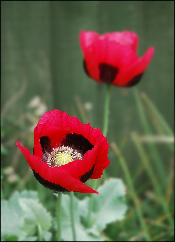 flowers/D80_2826.jpg
