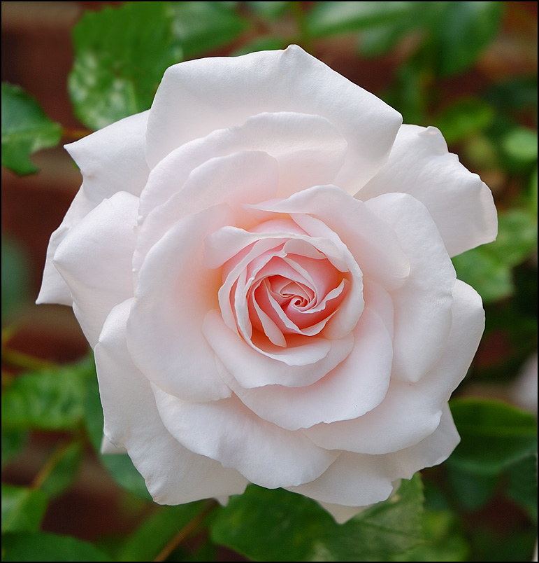 flowers/D80_2848.jpg