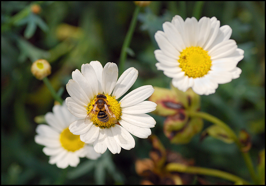 flowers/D80_2888.jpg