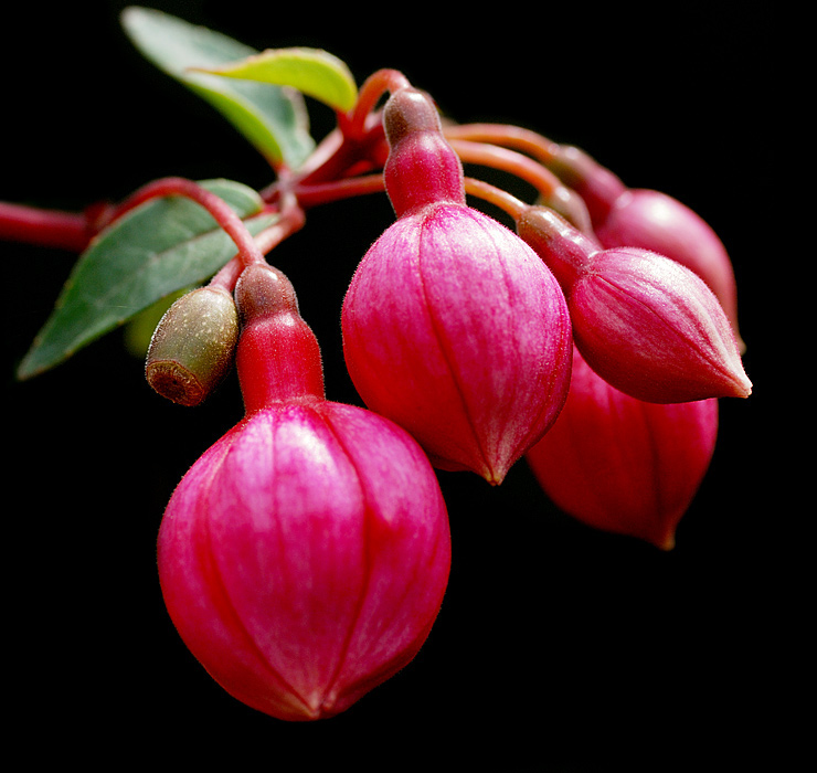 flowers/D80_2956.jpg