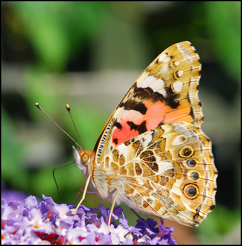 flowers/D80_3613.jpg