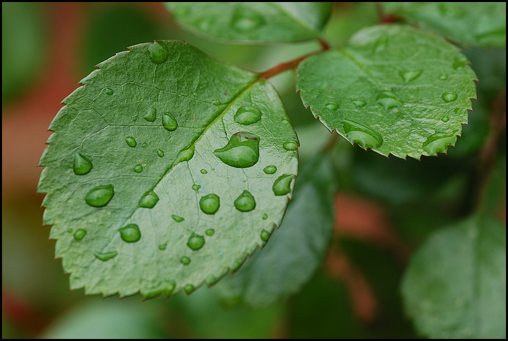 flowers/D80_7666.jpg