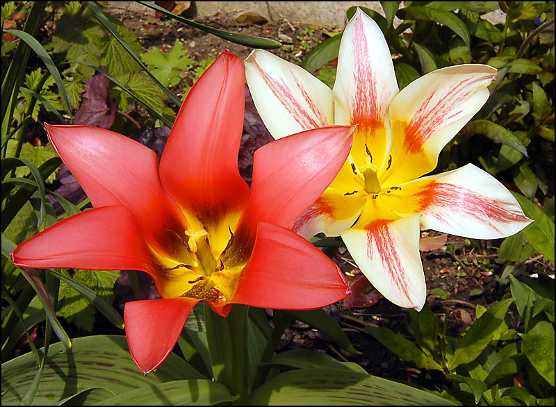 flowers/DSC3267.jpg