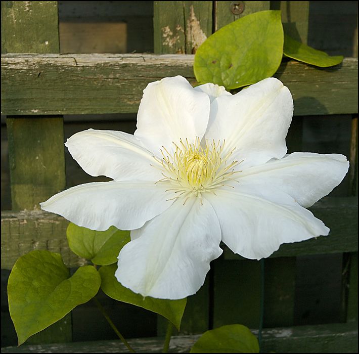 flowers/DSC4732.jpg