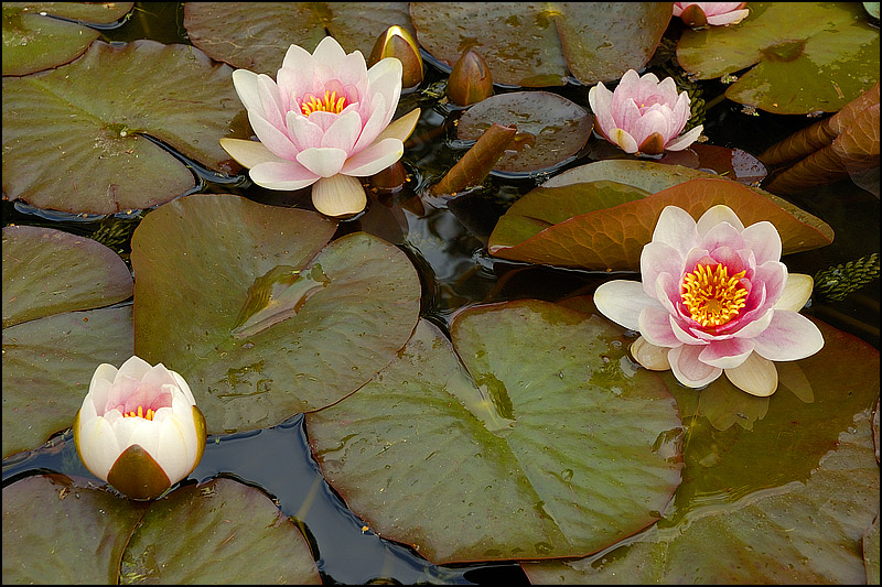 flowers/DSC4776.jpg