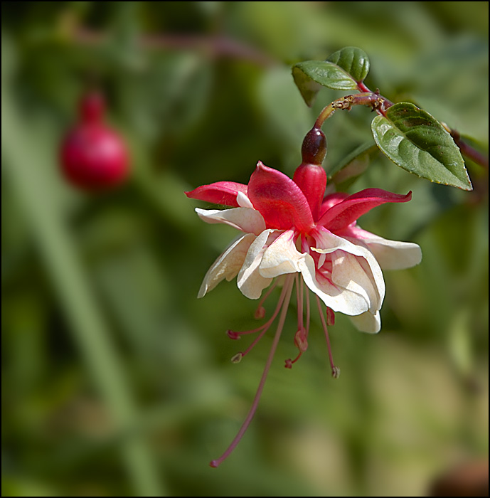 flowers/DSC5477.jpg