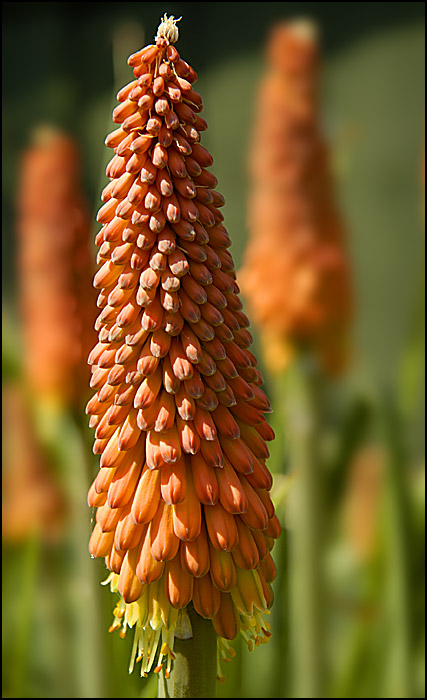 flowers/DSC5491.jpg
