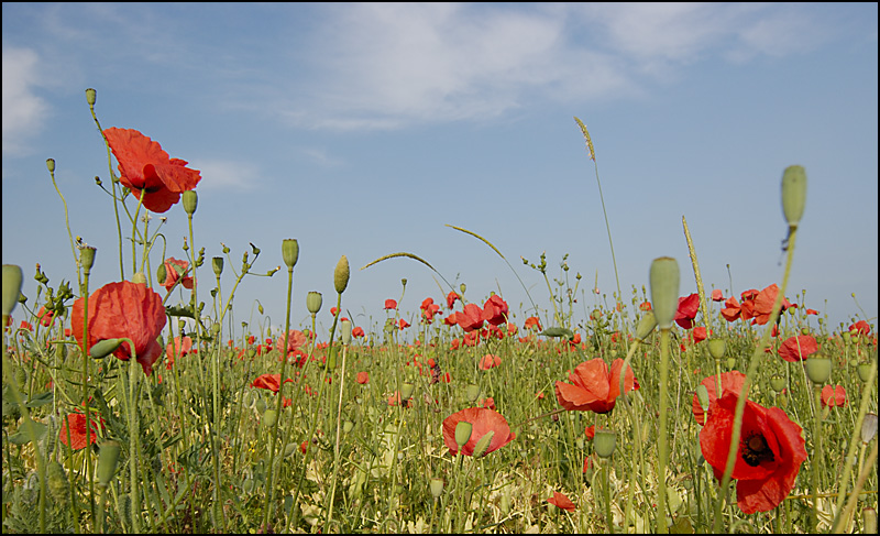 flowers/DSC5545.jpg