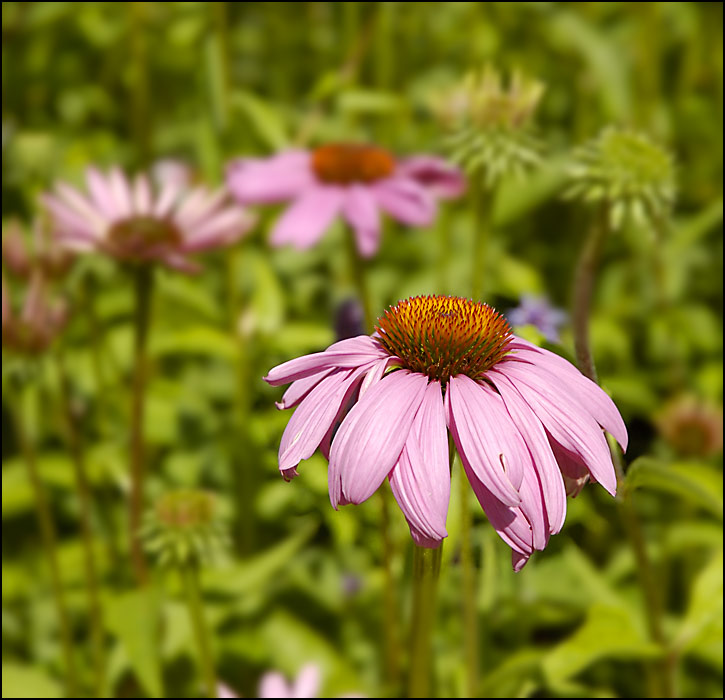 flowers/DSC5917.jpg