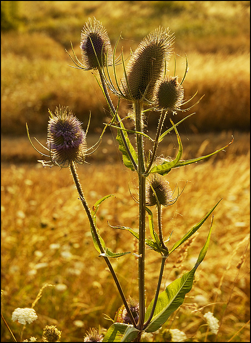 flowers/DSC6015.jpg