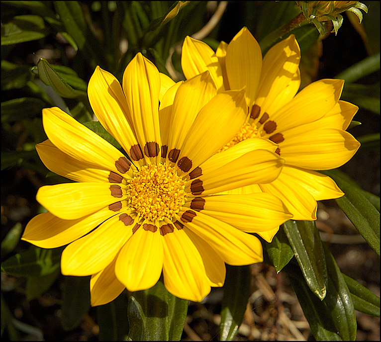 flowers/DSC6191.jpg